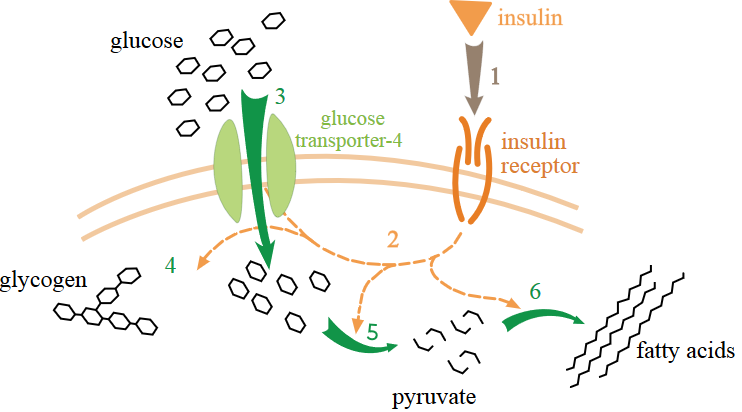 Effect of insulin on glucose uptake and metabolism