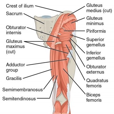 Bild: “Gluteal Muscles that Move the Femur” von Phil Schatz. Lizenz: CC BY 4.0