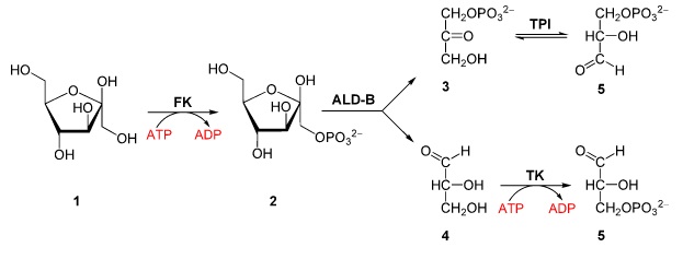 Fructose Aufnahme In Die Zelle Abbau Und Biosynthese