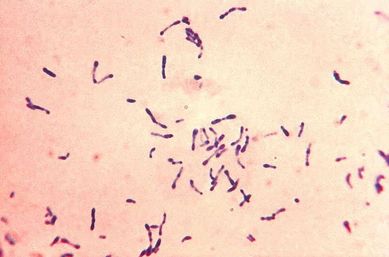 Grampositive Stäbchenbakterien in der typischen Keulenform