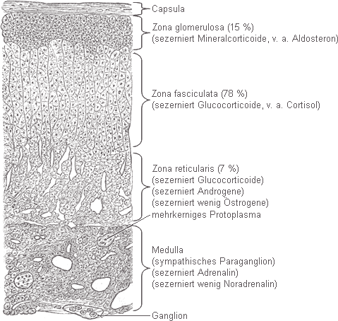Histologie der Nebenniere