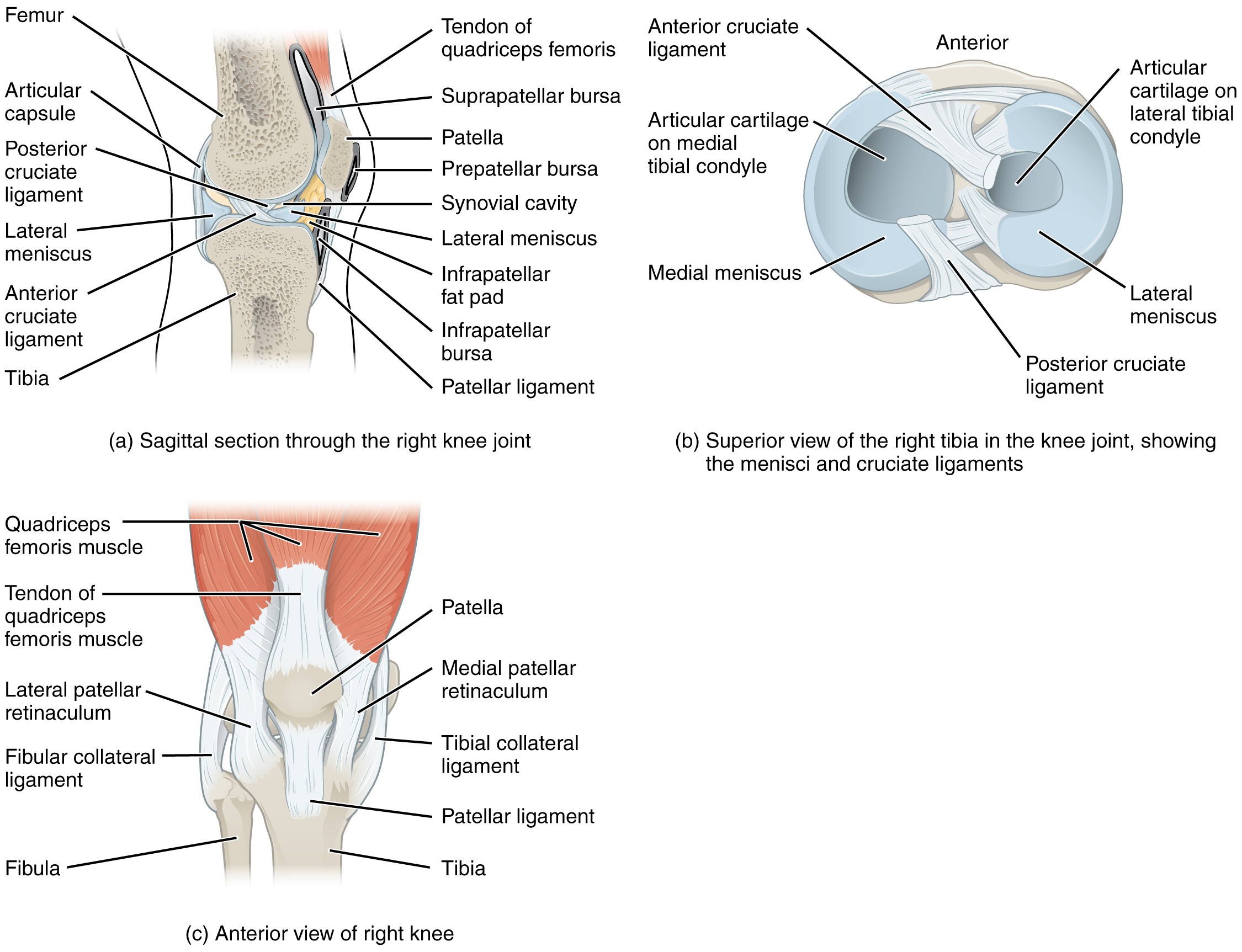 Das Kniegelenk Anatomie Der Unteren Extremit t