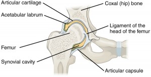 Labrum acetabulare