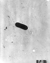 Mikroskopisches Bild von Listerien