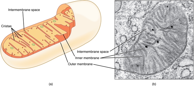 schematischer Aufbau Mitochondrium