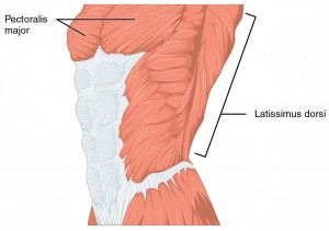 Abbildung der Muskeln, die den Oberarmknochen bewegen