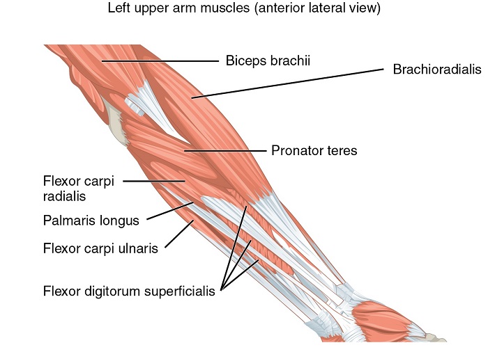 Muskeln, die den Unterarm bewegen2