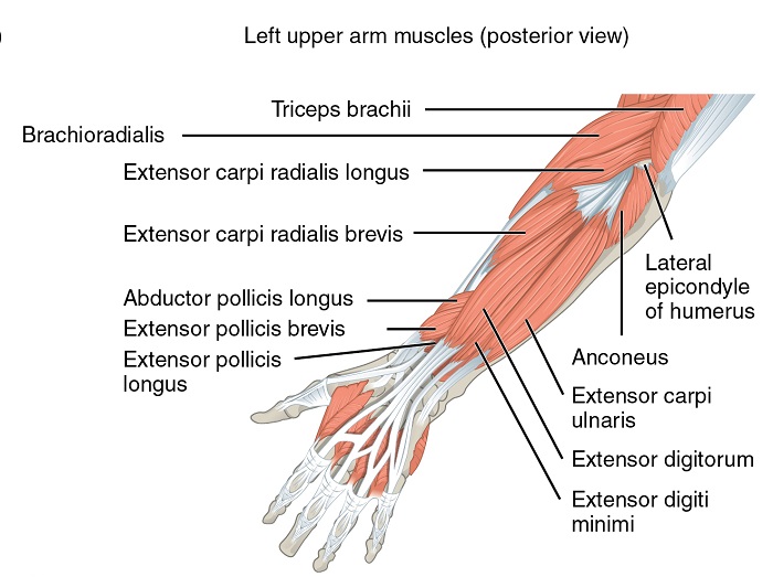 Muskeln, die den Unterarm bewegen3