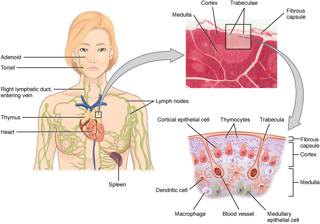 Ort und Struktur des Thymus