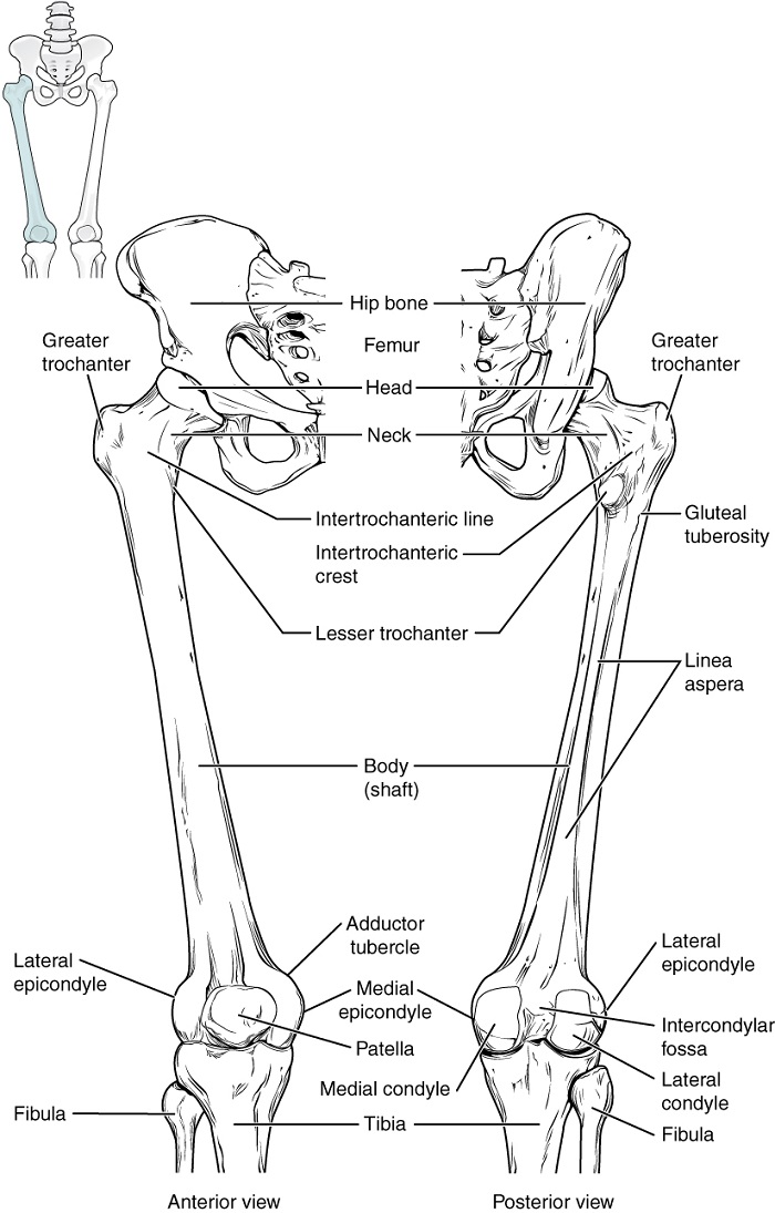 Anatomie hüfte - Die hochwertigsten Anatomie hüfte unter die Lupe genommen