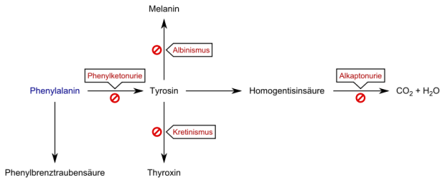 Phenylketonurie Schema