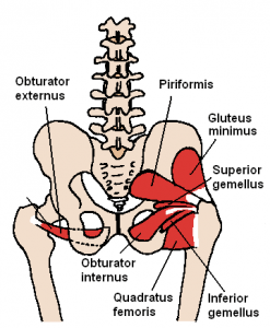 Posterior Hip Muscles 1.PNG Weitere Einzelheiten Posterior Hip Muscles 1