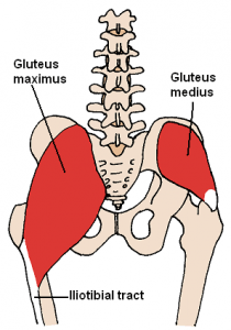 Posterior Hip Muscles 3
