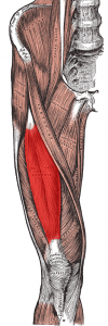 Rectus femoris muscle