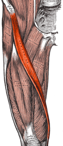 Sartorius muscle