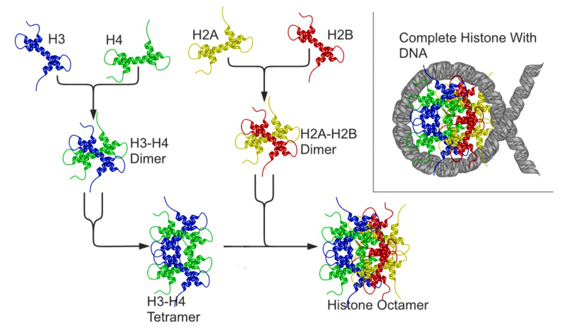 Schematische Darstellung der Nukleosombildung aus den Histonproteinen