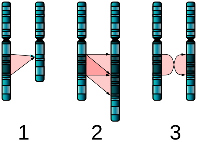 Single Chromosome Mutations