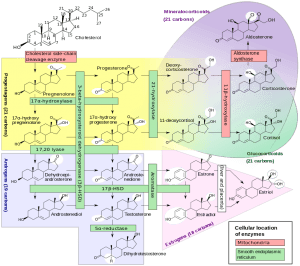 Steroidogenese