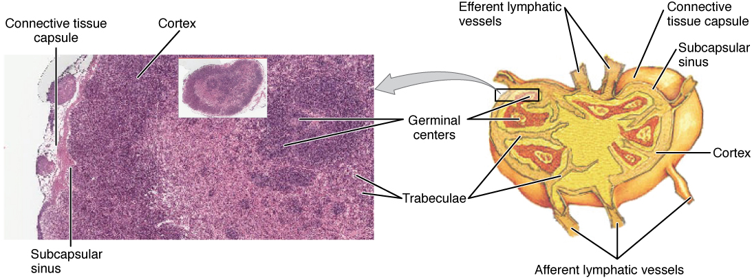 Struktur lymphknoten