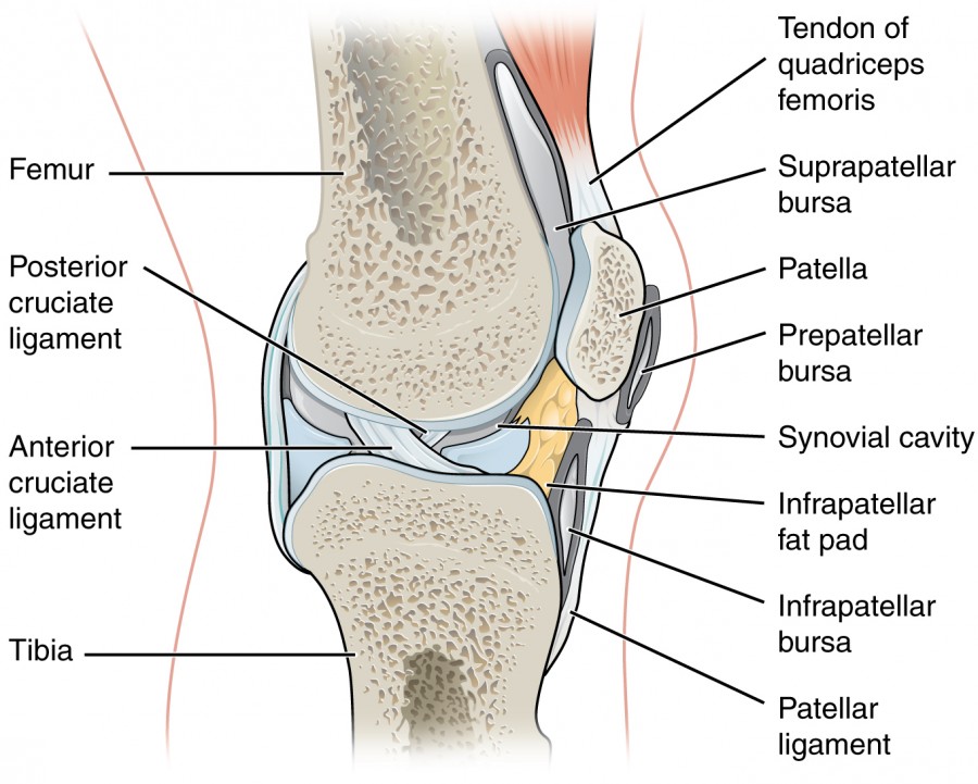 labeld diagram of Synovial Joints