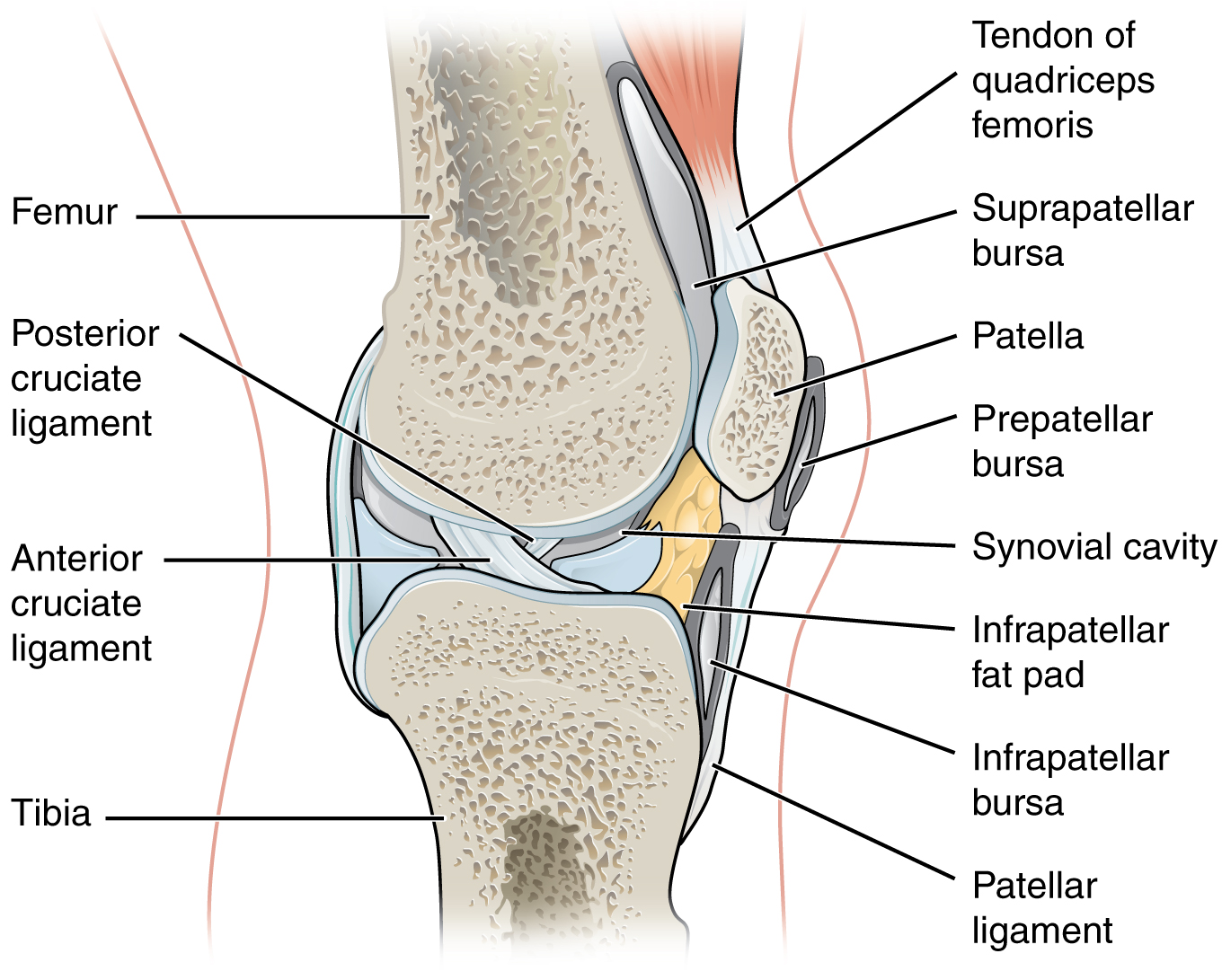 Das Kniegelenk Anatomie Der Unteren Extremitat