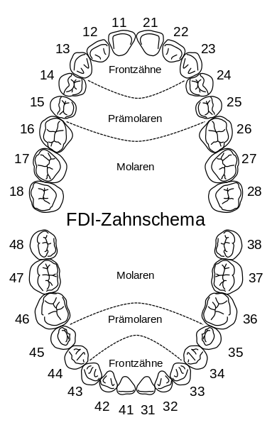 Zahnschema