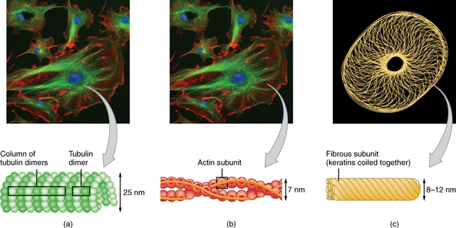 schematischer Aufbau des Zytoskeletts mit Mikrotubuli und Aktinfilamente