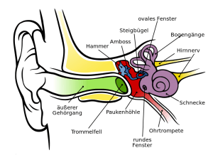 anatomie des menschlichen ohrs