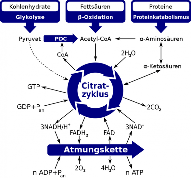 Rolle des Citratzyklus imIintermediaerstoffwechsel