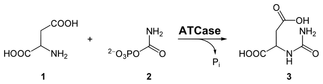 diese abbildung zeigt die synthese von carbamoylaspartat