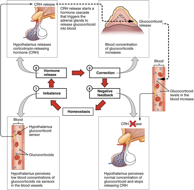 Signaltransduktion Und Hormone