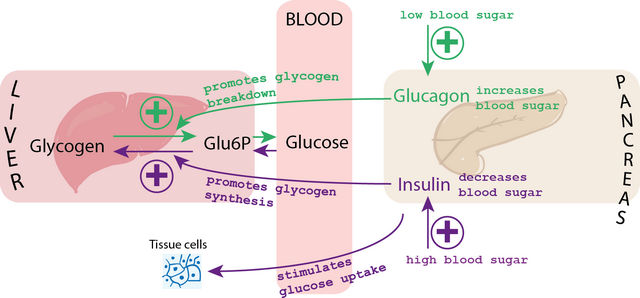 diese darstellung zeigt wie der blutzuckerspiegel durch insulin und glucagon kontrolliert wird