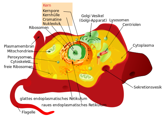 Zellbiologische Grundlagen Leben Auf Kleinster Ebene