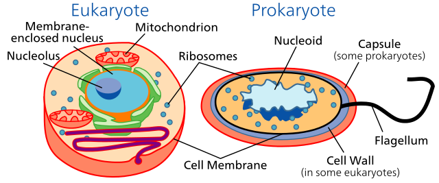 eukaryote vs. prokaryote