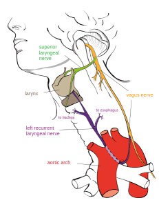 Laryngeal Nerv Laryngeal Nerv