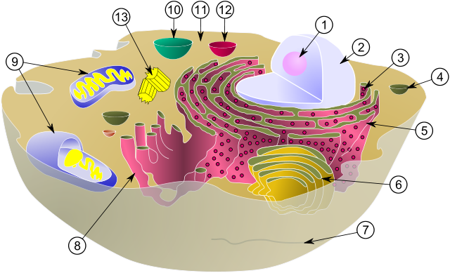 schematischer Aufbau einer eukaryotischen Zelle