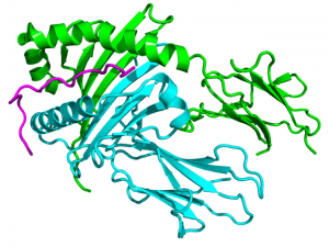 Kristallographische Struktur von HLA- DQA1 (cyan) mit HLA- DQB1 (grün) und HCRT (magenta) komplexiert basierend auf PDB 1uvq .