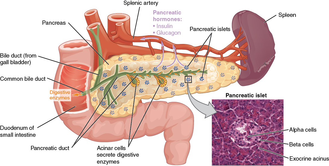 Das Pankreas mit mikroskopischer Ansicht und Beschriftungen