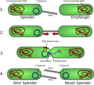 Das Schema zeigt bakterielle Konjugation