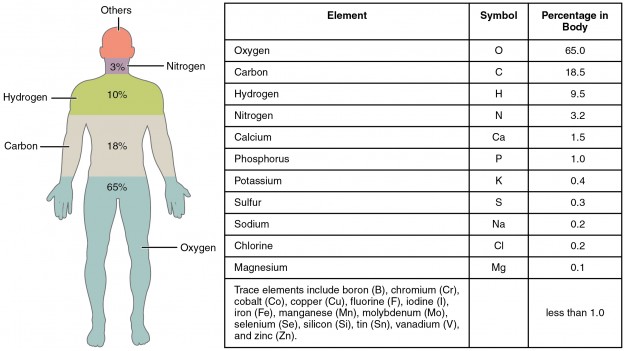 Elemente des menschlichen Körpers