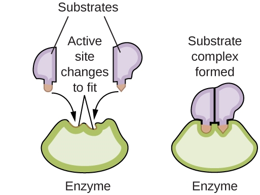 Enzyme Biokatalysatoren Des Stoffwechsels