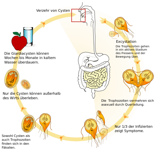 Lebenszyklus-Giardia