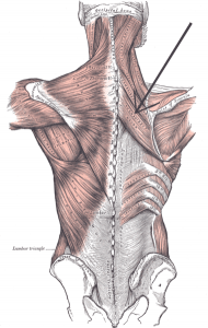 Musculus rhomboideus major