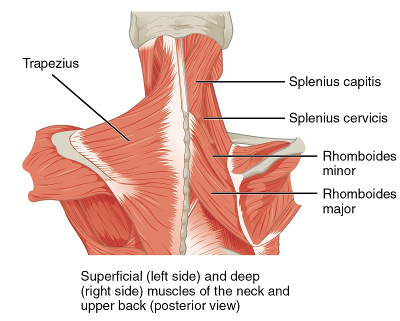 Muskeln des Nackens und Rückens - 2