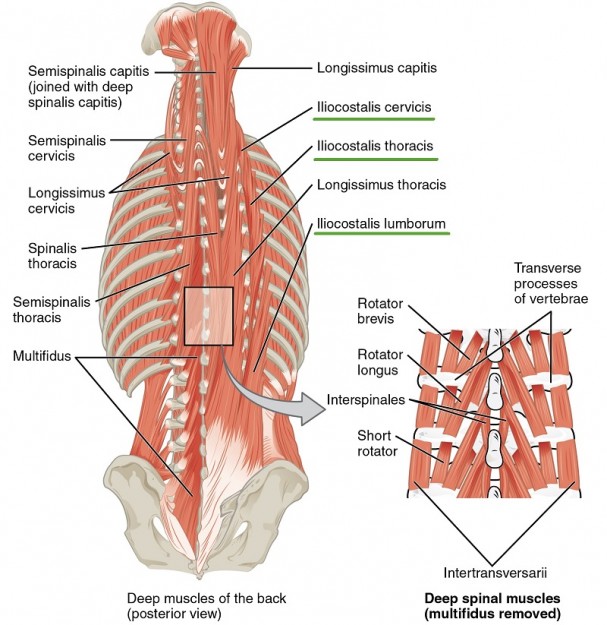 Muskeln des Nackens und Rückens - Iliocostalis-Gruppe