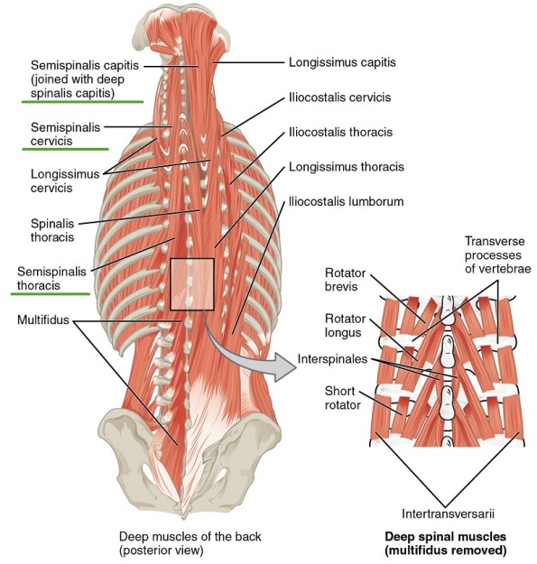 Muskeln des Nackens und Rückens - Semispinales System