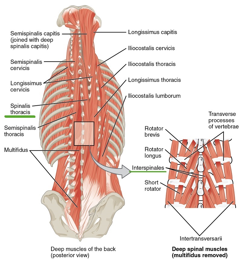 Muskeln des Nackens und Rückens - Spinales und Interspinales Gruppe