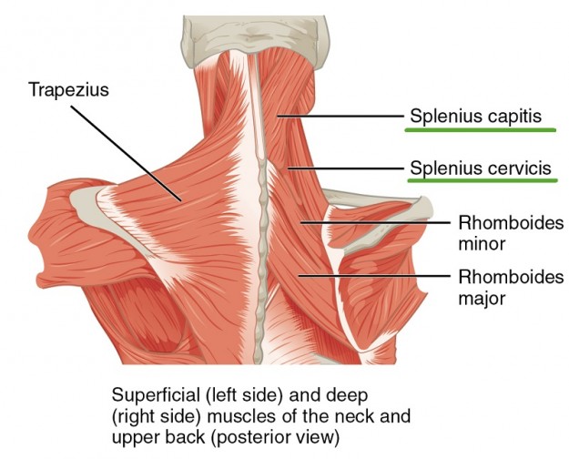 Muskeln des Nackens und Rückens - spinotransversales system