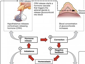 Hpa Achse Hypothalamus Hypophysen Nebennierenrinden Achse