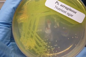 Pseudomonas